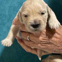 Pearlie - Light golden female Golden Retriever puppy in Ennis, Texas from Amberidge Golden Retrievers