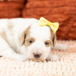 Cockapoo Puppies from Firm Foundation Cockapoos