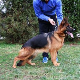 Farah - German Shepherd