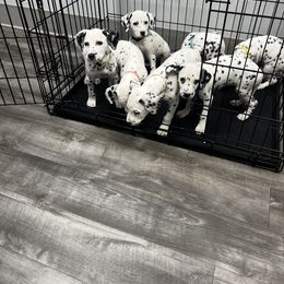 Dalmatian Puppies from Dalmatian Creation