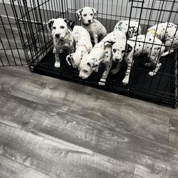 Dalmatian Puppies from Dalmatian Creation