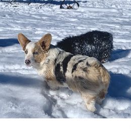 Reggie - Pembroke Welsh Corgi