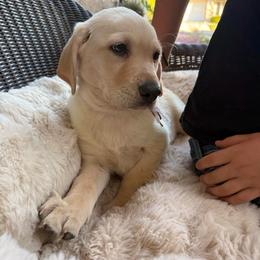 Handsome - Yellow male Labrador Retriever puppy in Mission Viejo, California from Loving Puppy House