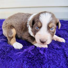 Roxy - Red tri-color female Australian Shepherd puppy in Charlotte, North Carolina from Awesome Aussies