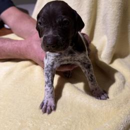 Blue - Liver roan male German Shorthaired Pointer puppy in Jackson, Georgia from Rosengrace Gsps (formerly Tiner GSP’s)