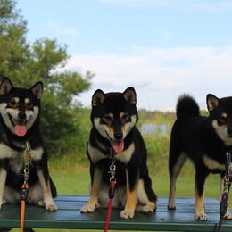 Shiba Inu from Boomlay Shiba