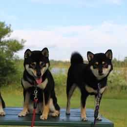 Shiba Inu from Boomlay Shiba