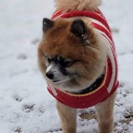 Noni  - Pomeranian