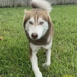 Siberian Huskies from Ultimate Legacy