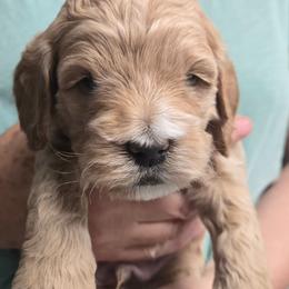 Cinnamoroll - Cream male Cockapoo puppy in Conklin, Michigan from Lake Michigan Couture Cavapoos & Cockapoos