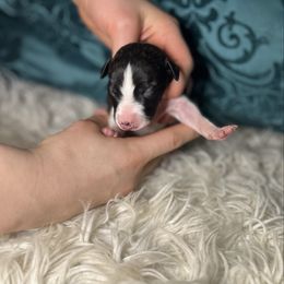 Detroit - Black brindle male Whippet puppy in Clinton, Tennessee from Ivanhoe Borzoi