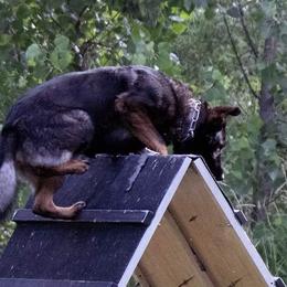 German Shepherds from Nutzenhof