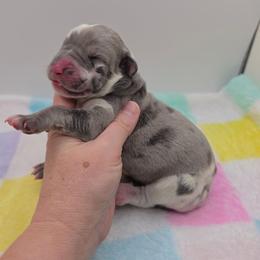 Savannah - Harlequin female Great Dane puppy in Kannapolis, North Carolina from Carolina Great Danes & Toy Poodles