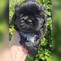 Angel - Black and white male Shih Tzu puppy in El Paso, Texas from Paws Of Beauty