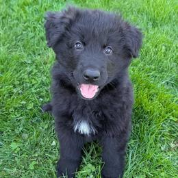 Neo - Black male German Shepherd puppy in Waterloo, New York from Von Nikolaos German Shepherds