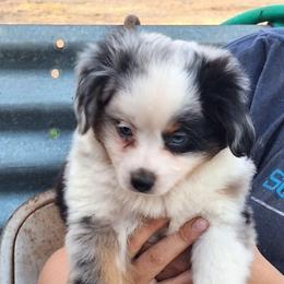 Noah - Blue merle male Miniature Australian Shepherd puppy in Fairview, South Dakota from Dakota Toy Aussies