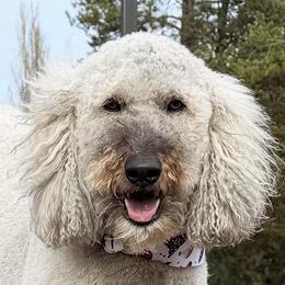 Goldendoodles from Rosie's Doodle Den