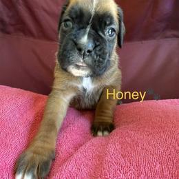 Girl 2 - Fawn female Boxer puppy in Cicero, New York from MK Boxer Haven of CNY