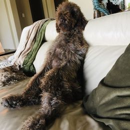 Goldendoodle Puppies from Labradoodleday