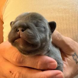 Blue boy - Blue male French Bulldog puppy in Spanaway, Washington from Frog Faced Frenchies