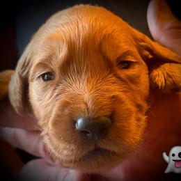 Second pick of the boys - Dark golden male Golden Retriever puppy in Fisher, Illinois from Aslan's Pride of Fidei Family Farms