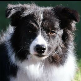 Bree - Border Collie