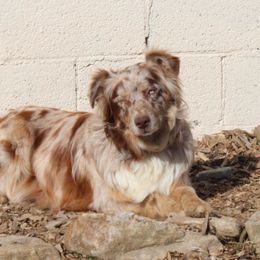 Nova - Australian Shepherd