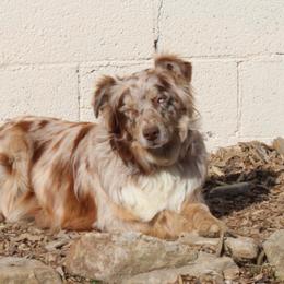 Nova - Australian Shepherd
