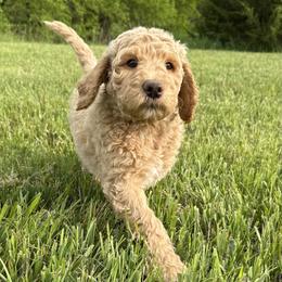 Aussiedoodle, Labradoodle, and Sheepadoodle Puppies from Boxcar Doodles and Poodles