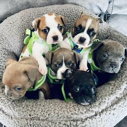 French Bulldogs from Theresa's French Bulldogs