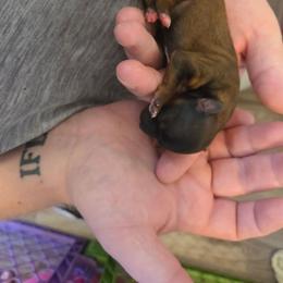 Girl 2 - Liver and white female Shorkie puppy in North English, Iowa from Countryside Yorkies