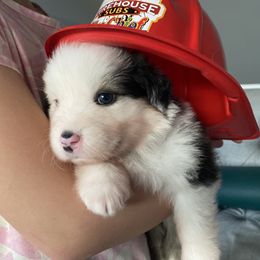 Bella's Snowdrop (Black Tri, Male) - Black tri Miniature Australian Shepherd puppy in Douglas, Arizona from Starry-Eyed Mini Aussies with Tails