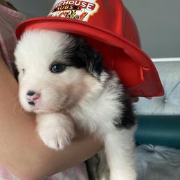 Bella's Snowdrop (Black Tri, Male) - Black tri Miniature Australian Shepherd puppy in Douglas, Arizona from Starry-Eyed Mini Aussies with Tails