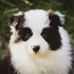 Brodie - Seal male Border Collie puppy in Dallas, Texas from Effervescent Border Collies