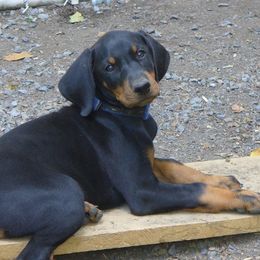Doberman Pinscher Puppies from Dagobah Dobermans