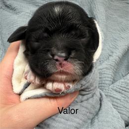 Valor - Black and white male Cocker Spaniel puppy in Cincinnati, Ohio from Abundance of Joy LLC Cocker Spaniels