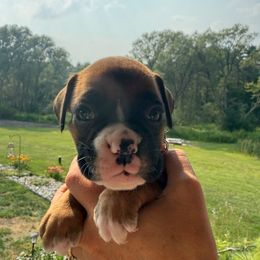 Nash - Fawn female Boxer puppy in Jamesville, New York from Reynolds Homestead Boxers