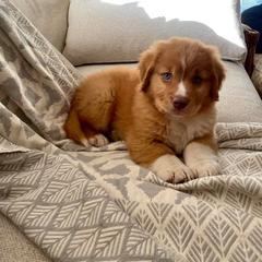 Nova Scotia Duck Tolling Retriever Puppies from Stellar Kennels