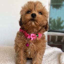 Reese's - Red female Cavapoo puppy in Van Alstyne, Texas from Home Grown Puppies
