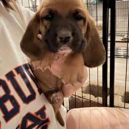 Angus - Mahogany and white male Basset Hound puppy in Lubbock, Texas from Hound House