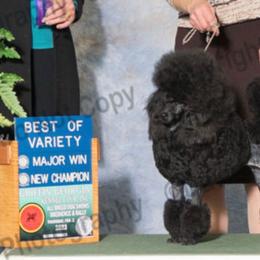 Tinsley - Poodle