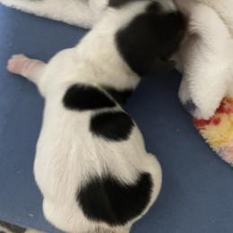 Boy 3 - Piebald male Dachshund puppy in Yelm, Washington from Hughes' Doxies