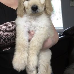Cockapoo and Goldendoodle Puppies from Capital Doodles