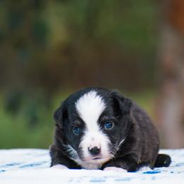 Smokey - Black tri male Miniature American Shepherd puppy in Chocowinity, North Carolina from Foxtail Hollow