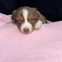 Australian Shepherd Puppies from Copper Top Aussies