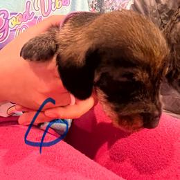 Dachshund Puppies from Scottland Ranch Dachshunds