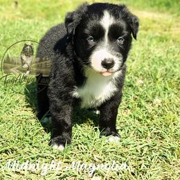 Midnight magnolia - Black & white female Miniature Australian Shepherd puppy in Muskogee, Oklahoma from Tagalong Lane Australian shepherds