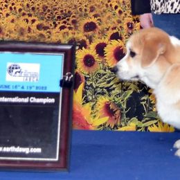 Pembroke Welsh Corgi Puppies from Outlands Corgis