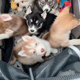 Siberian Husky puppies from Home Pack Huskies