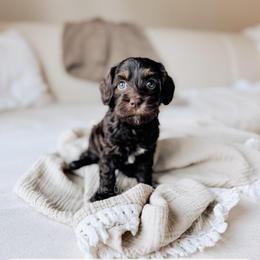 Martha's Vineyard - Chocolate female Australian Labradoodle puppy in Syracuse, Indiana from The Doodle Cove
